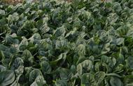 越冬菠菜种植方法和时间（菠菜干籽播种15天不出苗为什么）