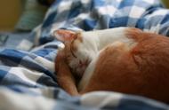 为什么猫喜欢和人睡在一起（猫为什么喜欢黏着人睡）