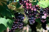 葡萄品种成熟时间表及图片