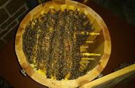 格子箱养蜂的技巧和方法（格子箱养蜂技术视频）