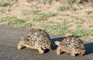 西非豹纹陆龟可以养吗（豹纹陆龟生活习性）