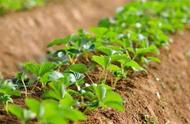 土壤肥料对农业的作用（土壤肥料用什么是最绿色环保的）