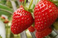 目前最好的草莓是什么品种（草莓品种排名前十名有哪些）