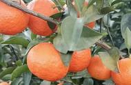 柑橘第一年幼树管理（11月柑橘幼树管理要点）