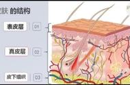 皮肤里含有哪几种组织（皮肤内有哪些腺体）