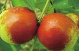 哪种枣树品种最大最甜（什么枣树品种又甜又脆颗粒又大）