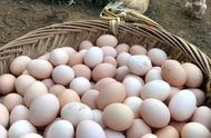 洋鸡蛋和土鸡蛋的区别（洋鸡蛋和土鸡蛋的营养对比）