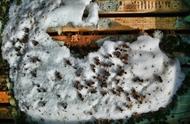 蜂子冬天去哪里了（蜂子窝冬天还有蜂子吗）