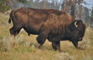 美洲野牛高清图（北美野牛与欧洲野牛对比图片）