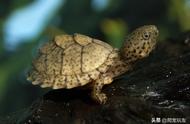 墨西哥地鼠龟的图片（中国最贵的龟排名）
