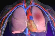 肺循环的起源于哪里（肺循环起始于哪里终于哪里）