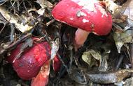 红菌菇有几种能吃（哪种红菇是能吃的）