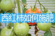 西红柿施肥时间及方法（番茄浇水顺口溜）