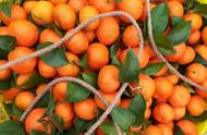 胺鲜酯促进柑橘着色（胺鲜酯在柑橘转色期有什么影响吗）