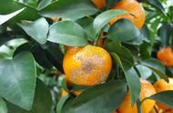 柑橘为什么有扁平果（柑橘一成熟就成水纹果）