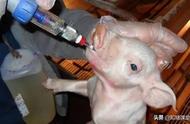 怀孕母猪能打几种疫苗（怀孕母猪能打疫苗吗）
