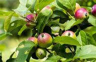苹果树的生长期是几月份（苹果树几月份生长快）