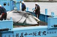 日本人为什么杀幼鲸（近日日本杀鲸结果）