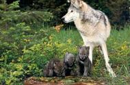 狼的繁殖时间是多久（狼的繁殖方式和时间）