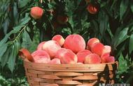 离核的桃树品种大全（现在最受欢迎的桃树品种）