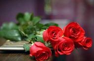 女人送4朵玫瑰代表什么意思（女人送一朵玫瑰是什么意思）