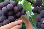 青葡萄和紫葡萄哪个营养好（吃葡萄的十大好处）