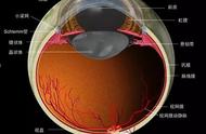 视网膜的功能（视网膜为什么叫视网膜）