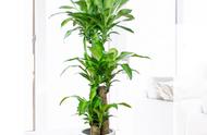 室内的巴西铁树多久浇一次水（巴西铁树在卧室里养可以吗）