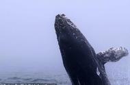 鲸鱼每小时大约能游多少米（鲸鱼体重34吨每小时游多少米）