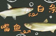 翘嘴鱼和白条的区别（翘嘴鱼跟白条的区别）