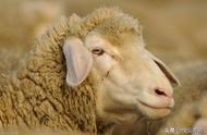 50只羊种多少亩牧草够一年用（100只羊要种几亩牧草）