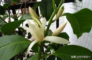 白兰花的种植和过冬养护方法（白兰花如何栽种和养护）
