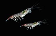 南极磷虾不宜直接食用的原因（南极磷虾喂鱼的害处）