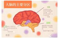 人脑是由哪几个部位组成（人脑由哪些部分组成都有哪些功能）