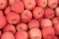 苹果的养殖方法和注意事项（苹果竹芋的养殖方法和注意事项）