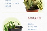 植物为什么需要浇水和阳光（下雨以后为什么要给植物浇水）