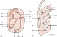 十二指肠与肠系膜上动脉解剖图（肠系膜上下动脉及其分支图解）