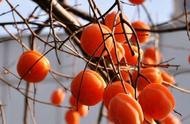 柿子树的秋季管理（柿子树春季管理方法）