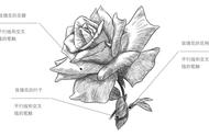 玫瑰花怎么画一步一步的教图片简单（好看又简单的玫瑰花怎么画）