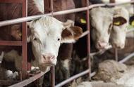 肉牛的养殖成本及养殖利润（肉牛养殖成本与利润官网）