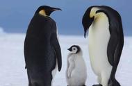帝企鹅为什么在冬季产卵（帝企鹅为什么要在冬天繁殖呢）