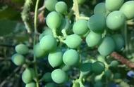 葡萄怎样施肥一年能结果（第2年的葡萄如何施肥）