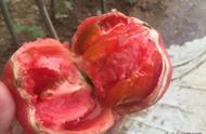 西红柿雄蕊和雌蕊图解（西红柿雄花和雌花的区别图片）
