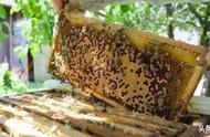 广东几月份蜜蜂开始分蜂（南方蜜蜂一年有几个分蜂季节）