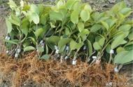 茶籽树怎样才能提高产量（茶籽树几年可以结果）