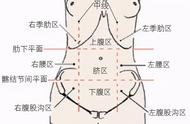 肚子左下角是什么部位图片（肚脐周围器官图解）