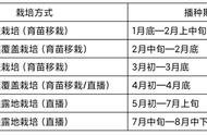 种水果玉米什么时间种（水果玉米的种植时间和方法）