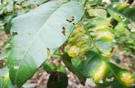 蚂蚁对柚子树有危害吗（柚子树有蚂蚁是怎么回事）