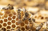蜜蜂是怎么制作蜂蜜的（蜜蜂制作蜂蜜的过程是怎么样的呢）
