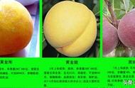 9月份成熟的黄金脆黄桃介绍（七月上中旬成熟的黄桃）